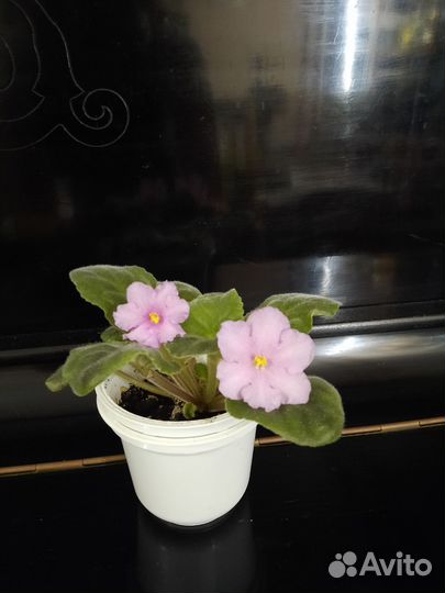 Фиалка цветущая