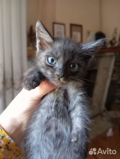 Котики в добрые руки