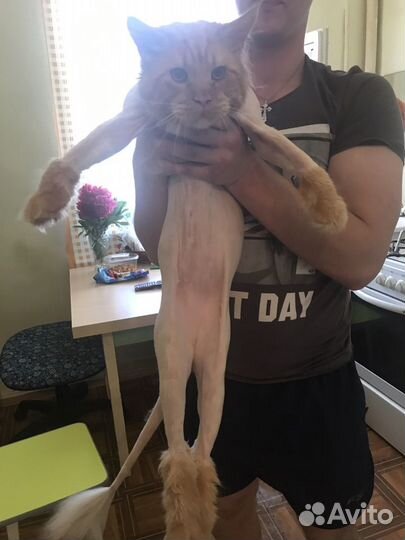 Стрижка Ваших кошек и котов/груминг