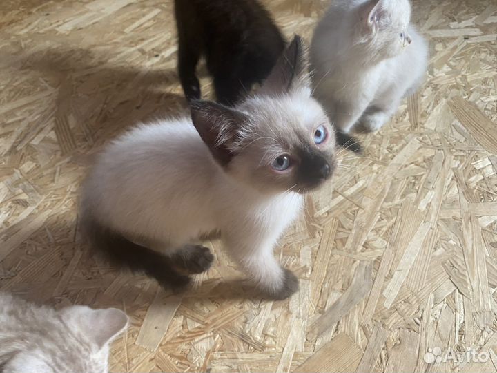 Котята