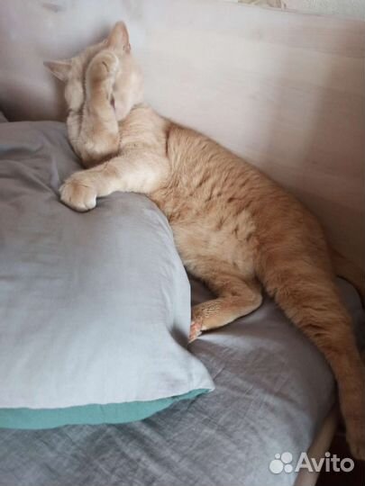 Передержка домашних животных на время отпуска