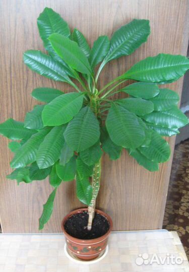 Молочай беложильчатый домашний