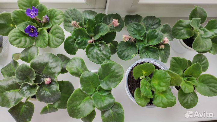 Фиалки молодые