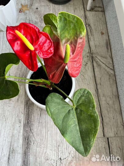 Комнатные цветы