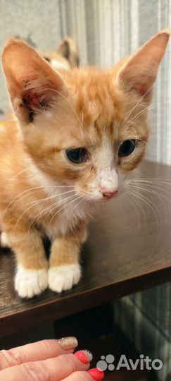 Рыжий котик