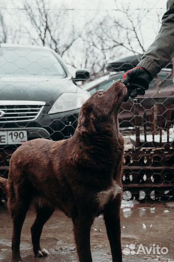 Метис лабрадора девочка бесплатно