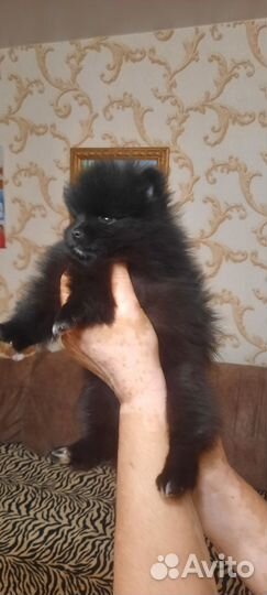 Шпиц немецкий средний