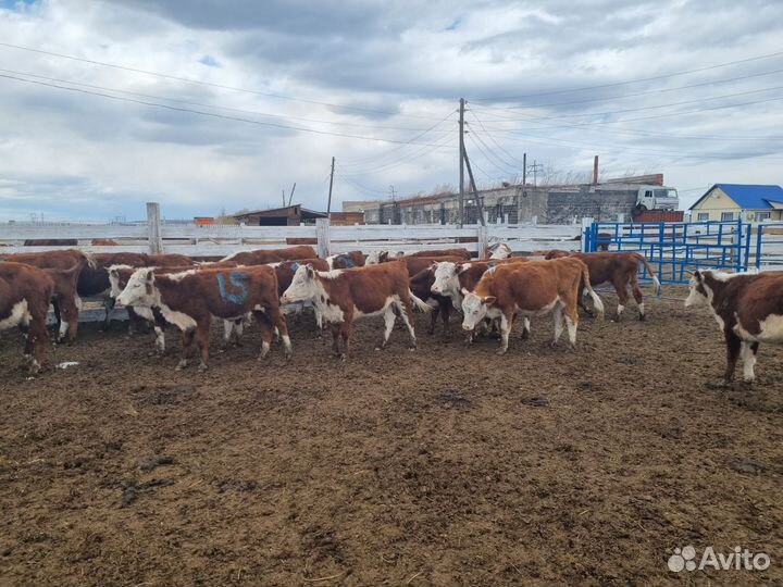 Нетель, телка