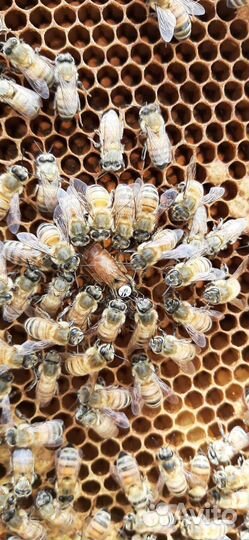 Пчеломатки