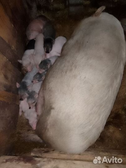 Вьетнамские вислобрюхие поросята