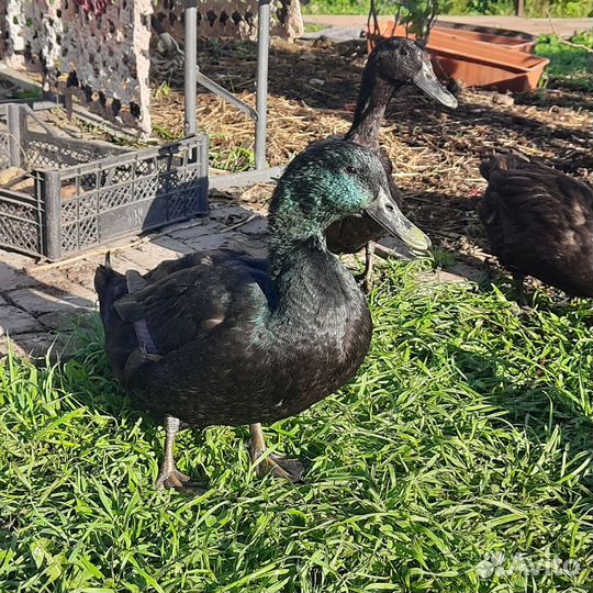 Утиные яйца