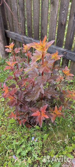 Пузыреплодник калинолистный Цент Глоу