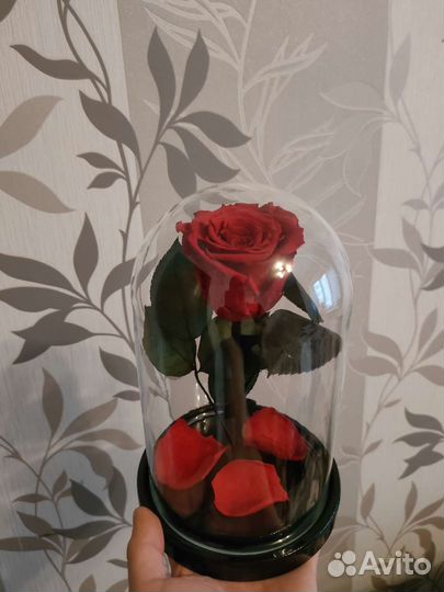 Живая роза в колбе Пенза