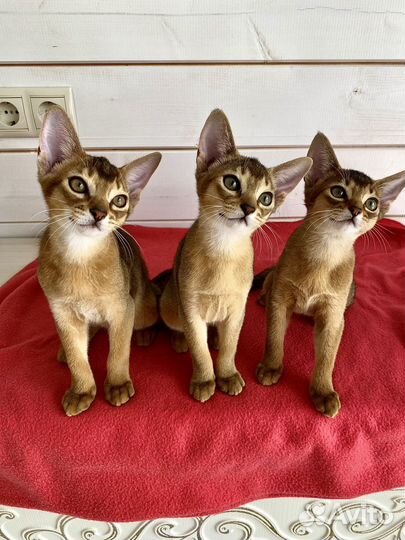 Вязка с Абиссинским грандинтерчемпионом