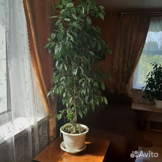 Фикус Бенджамина