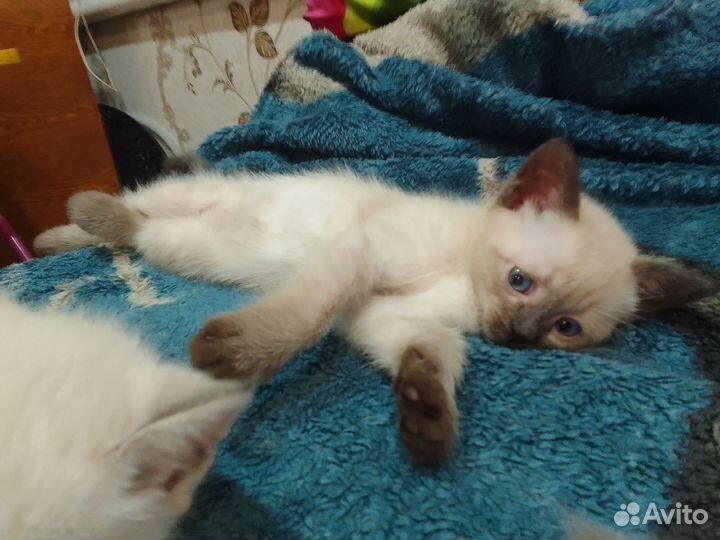 Тайские котята
