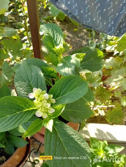 Черенки гортензии крупнолистной, метельч, голубики