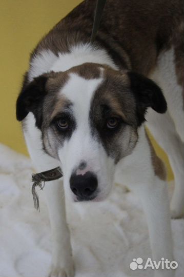 Красивая, но скромная собака ищет дом