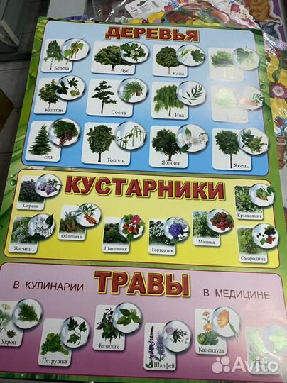 Образовательные плакаты