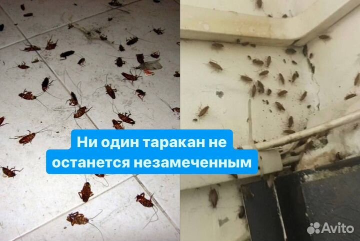 Клопы, тараканы, муравьи, клещи, комары, блохи