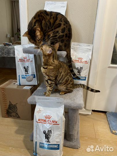 Кошачий корм hypoallergenic royal canin