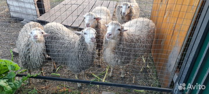 Овцы бараны