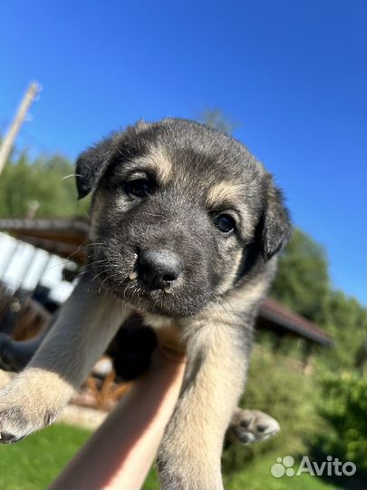 Отдам щенят в добрые руки