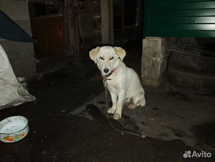 Щенок в добрые руки