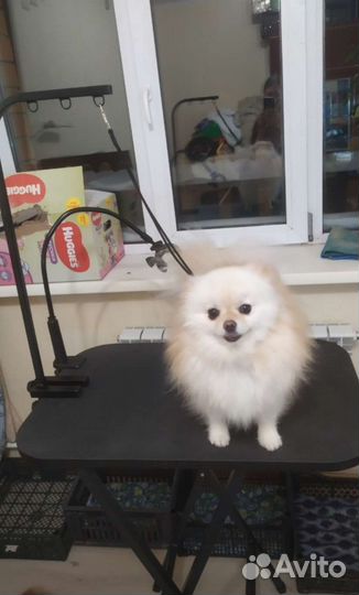 Стол д/груминга 69,5*45,5*h(81,5-86,5)см