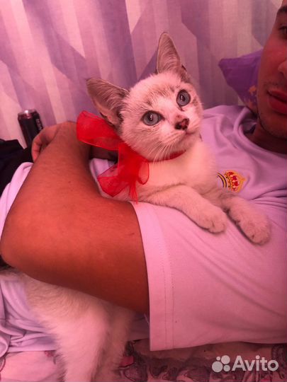 Сиамская кошечка