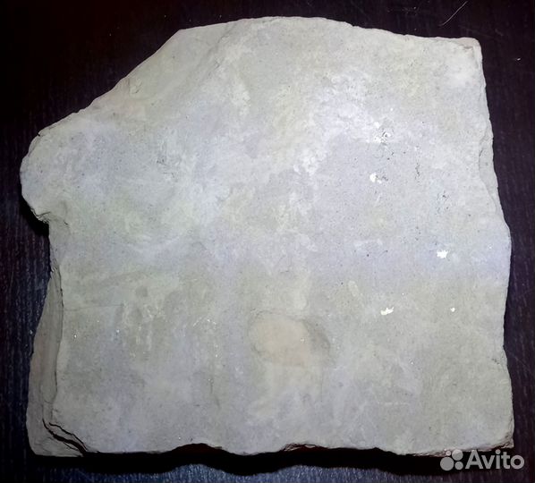 Окаменелая рыба