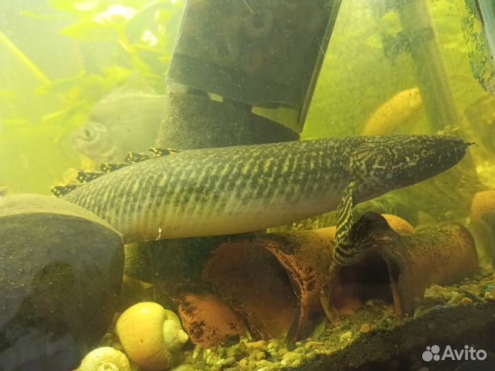 Полиптерус