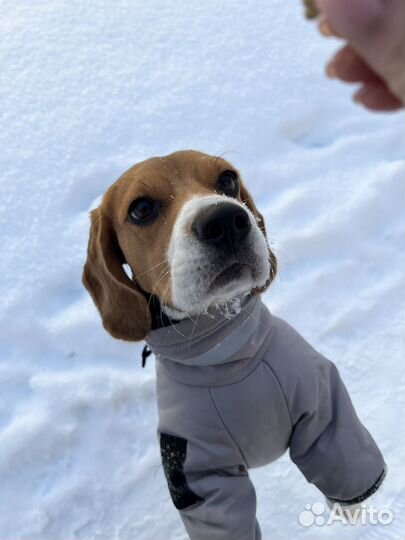 Щенки Бигль