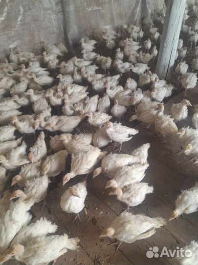 Индюшата молодняк