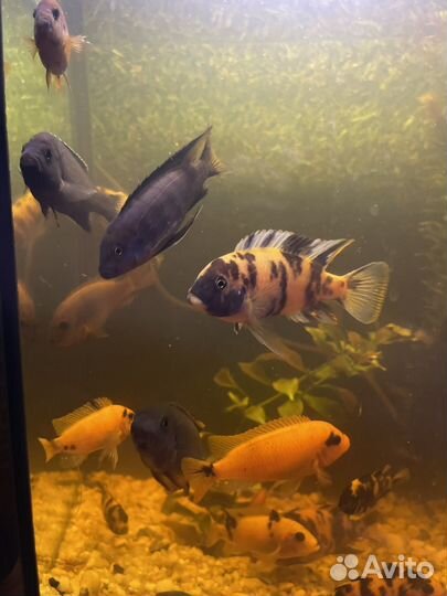 Аквариумные рыбки - цихлиды