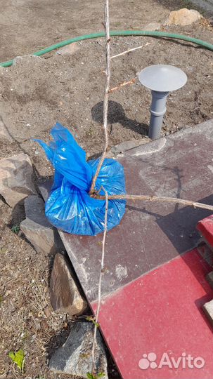 Саженцы крыжовника