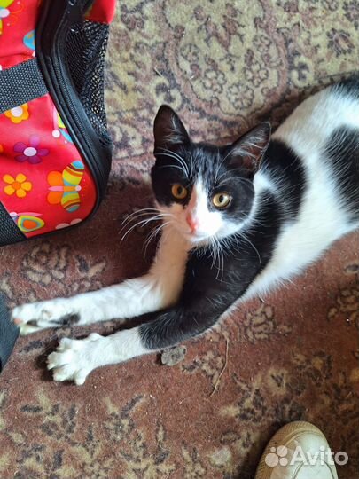 Молодой домашний котик