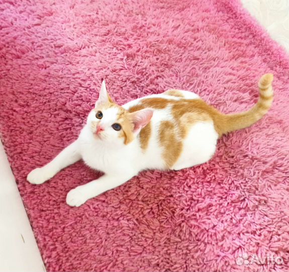 Котеночек ищет дом