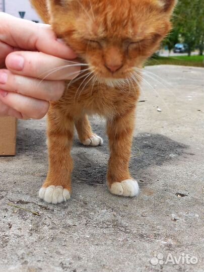 Кошка в дар