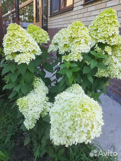 Гортензия ванилла фрайз и лайм лайт