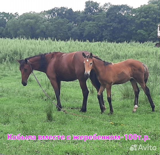 Продаются лошади