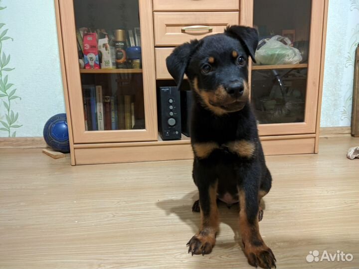 Щенок ротвейлера