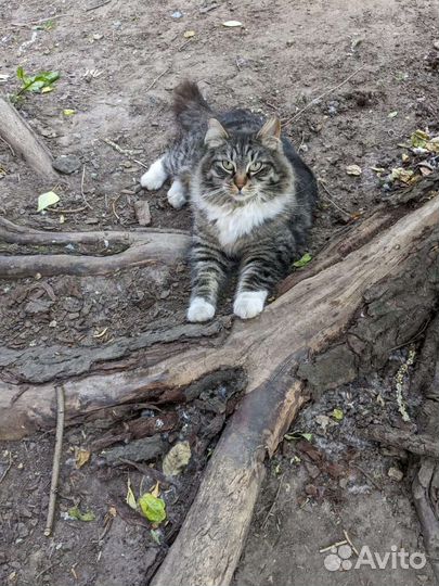 Кот необыкновенной красоты ищет себе хозяина