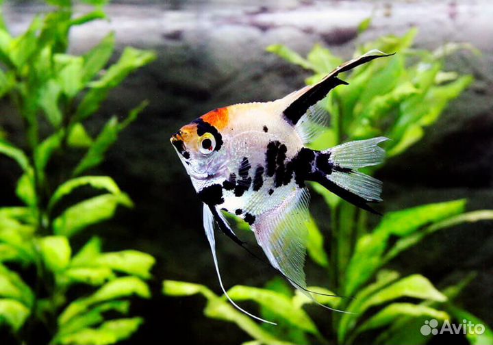 Скалярии. Черные, ситцевые, золотые. Аквариум. Фон