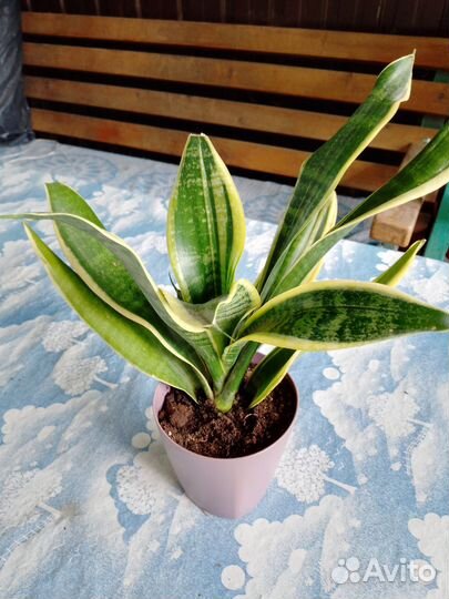 Сансевиерия Futura Superba(Футура Суперба)