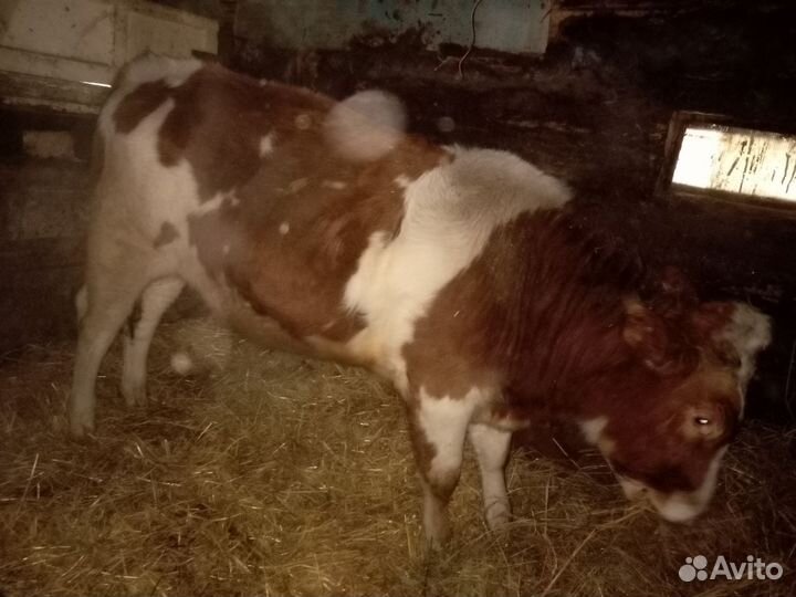 Бык 1 год