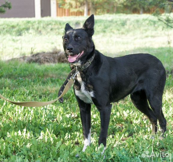 Собака Мотя