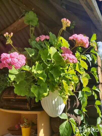 Герань пеларгония