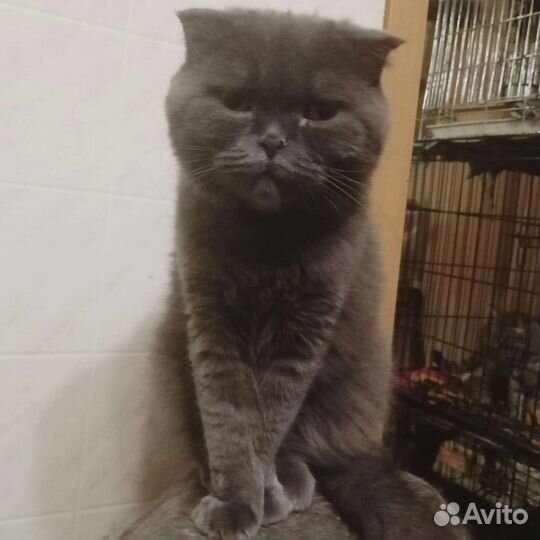 Кошекча Буся