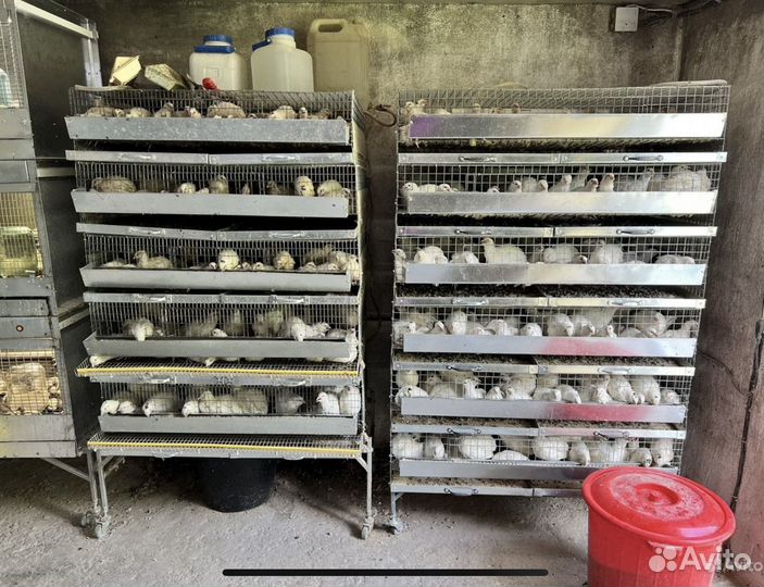 Перепелиная ферма